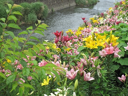 逆川のユリ-7