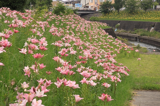 逆川のユリ-15