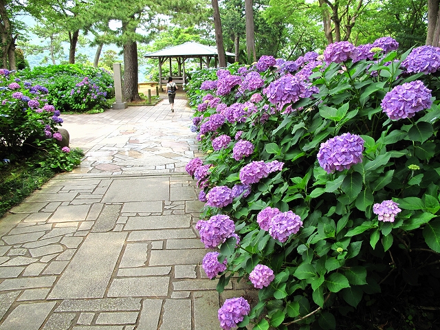 下田あじさい園-2