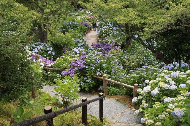 下田あじさい園-4