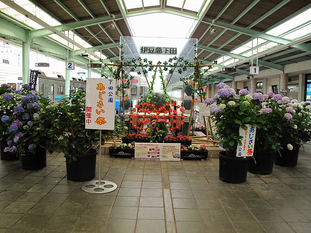 下田あじさい園-15