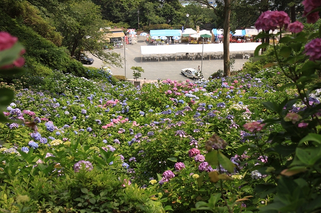 下田あじさい園-10