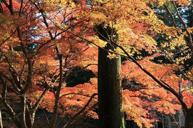 小国神社-3