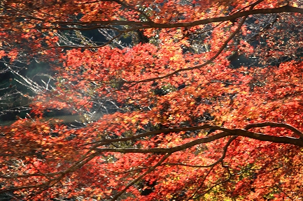 高尾山-3