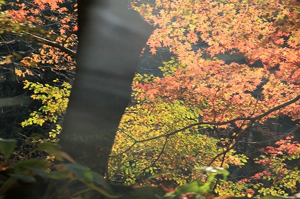 高尾山-4