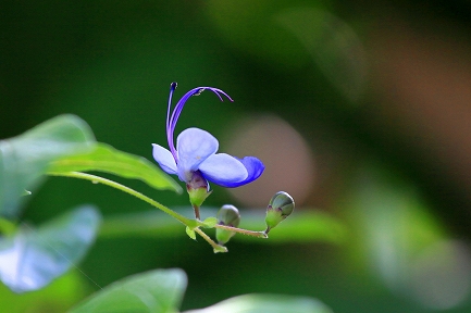 冬の虹の郷-15