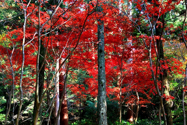 小国神社-6