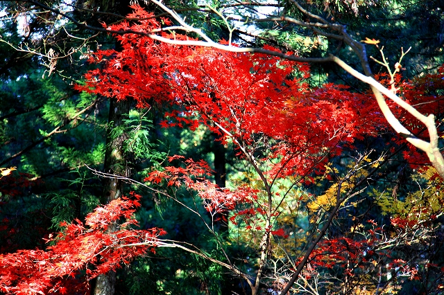 小国神社-7