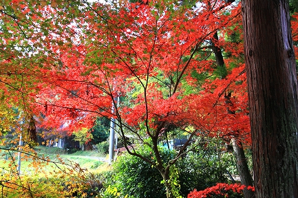 大洞院-3