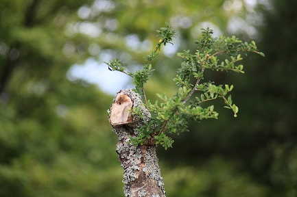 御殿場平和公園-9
