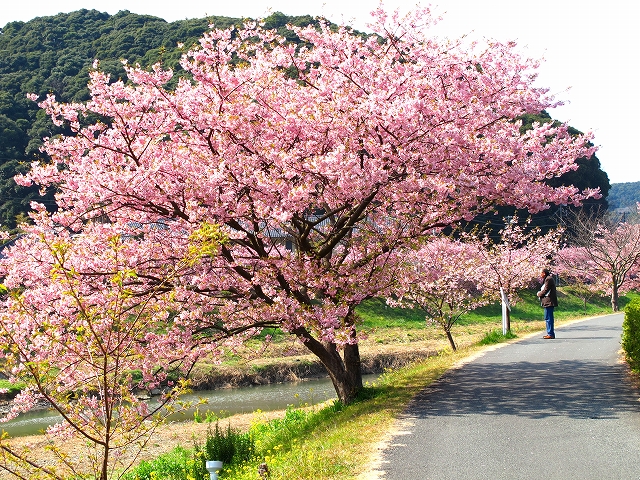 みなみの桜-1