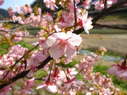 みなみの桜-2