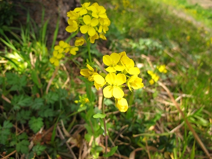 菜の花