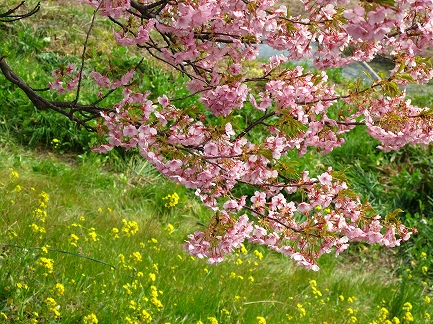 みなみの桜-5