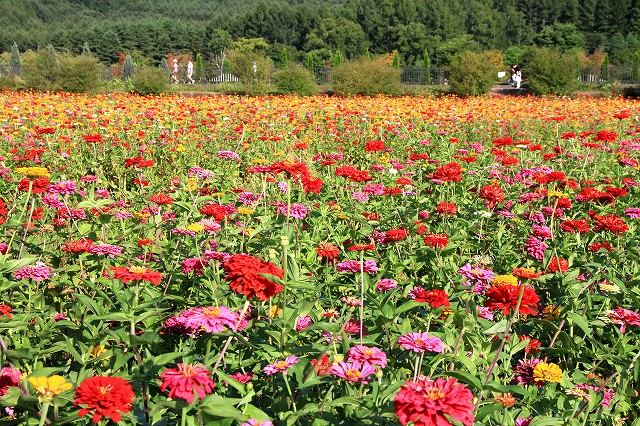 花の都公園-3