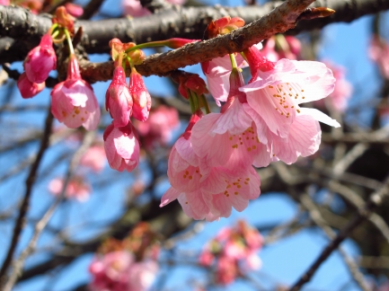 熱海桜-1
