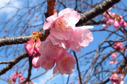 熱海桜-2