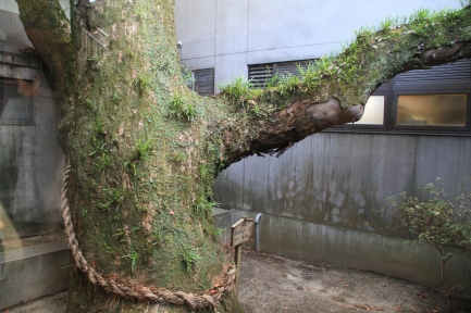 柳川-9