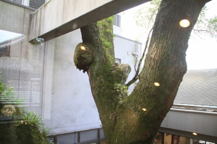 柳川-8