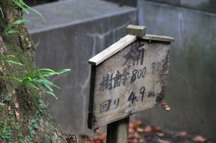 柳川-10