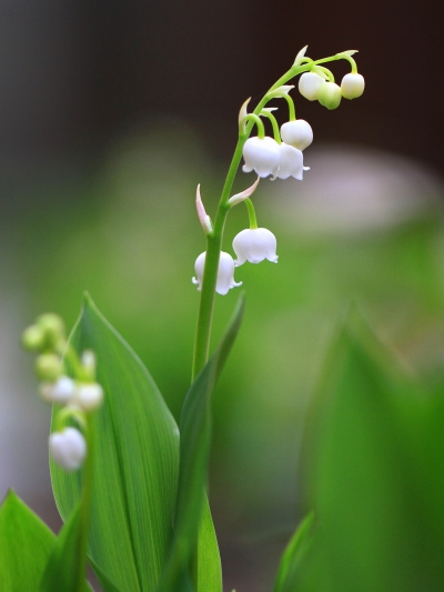 すずらんの花-1