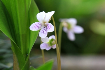 可憐なすみれの花