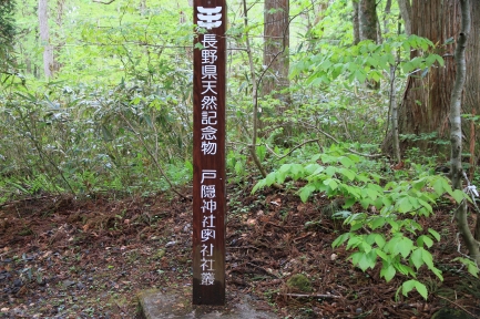 神社参道-4