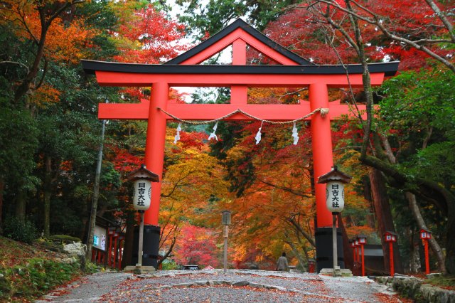 日吉大社の紅葉-1