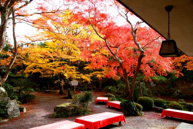 芙蓉園本館庭園の紅葉