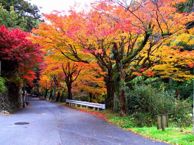 坂本・藤ノ木川沿いの紅葉