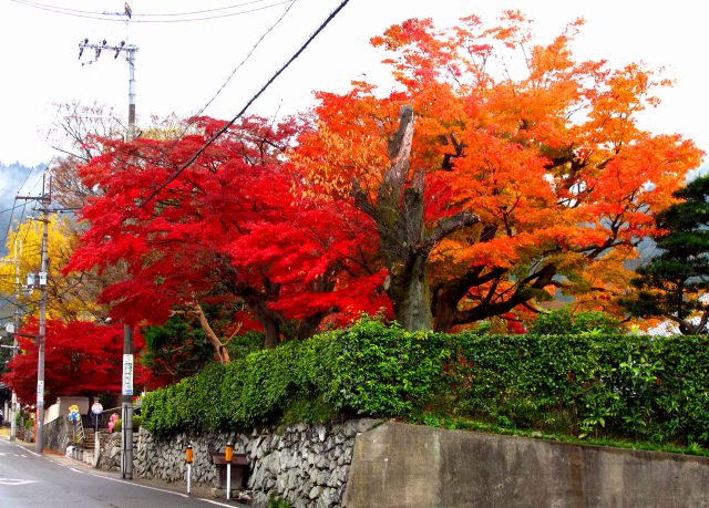 坂本の紅葉