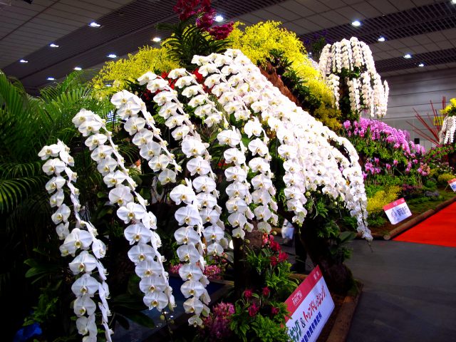 しずおか蘭展-3