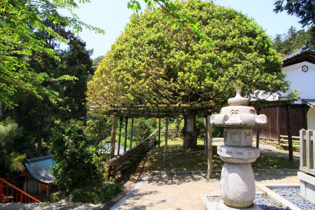 竹生島-7