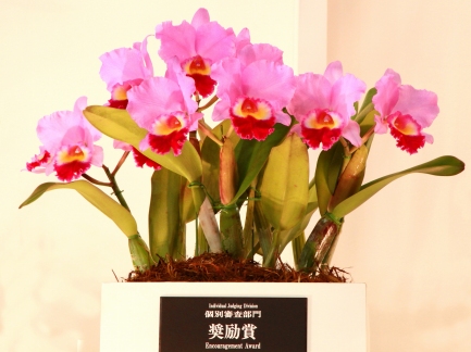世界らん展-4