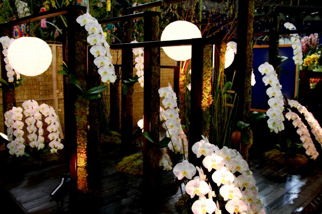 世界らん展-12