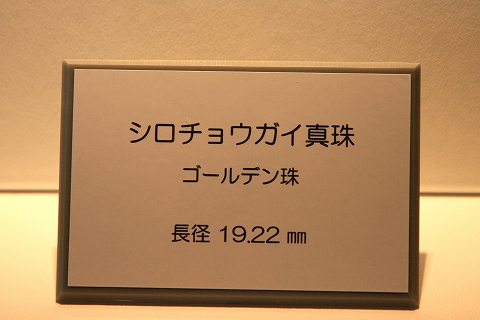 シロチョウガイ真珠-2