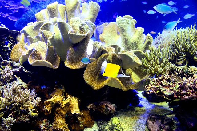 鳥羽水族館-4
