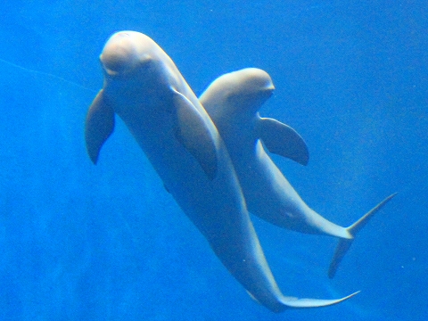 鳥羽水族館-6