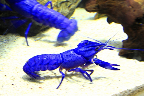 鳥羽水族館-7