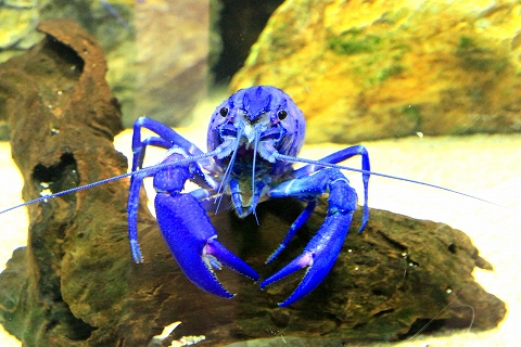 鳥羽水族館-8