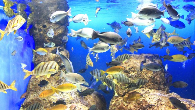 鳥羽水族館-3