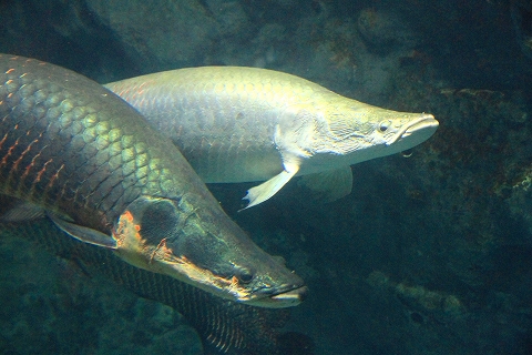 鳥羽水族館-10