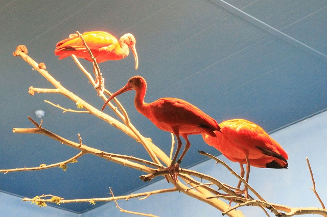 鳥羽水族館-12