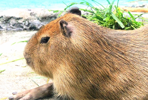 鳥羽水族館-11