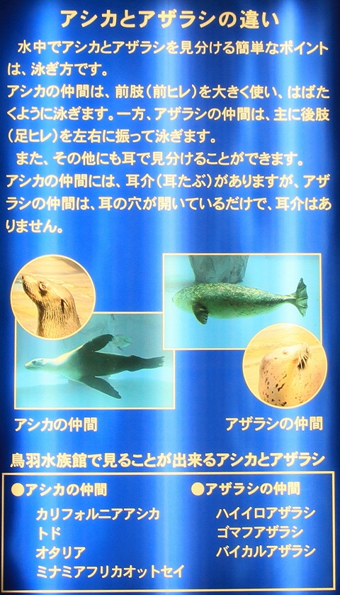 鳥羽水族館-4