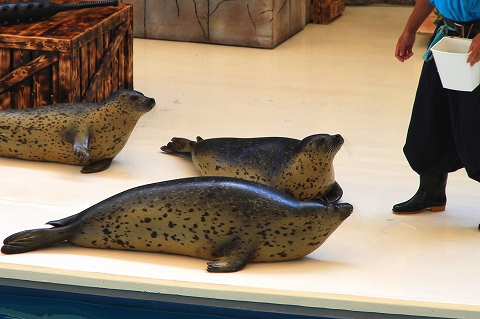 鳥羽水族館-6