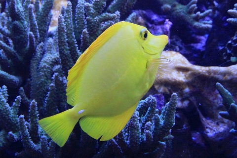 鳥羽水族館-7