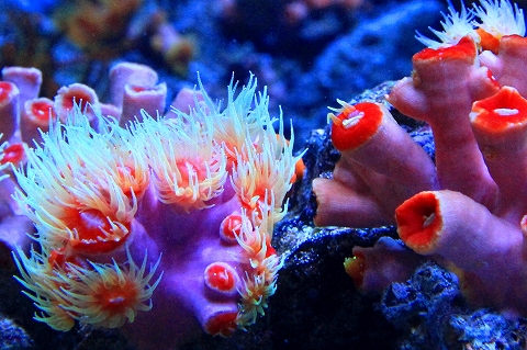 鳥羽水族館-10