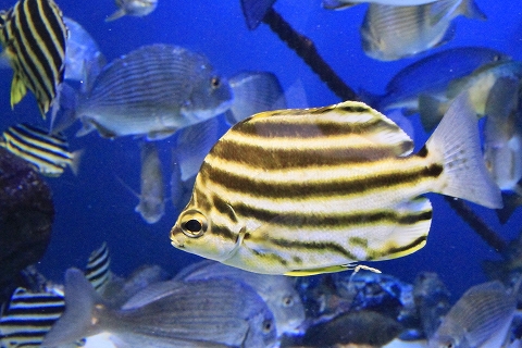 鳥羽水族館-8