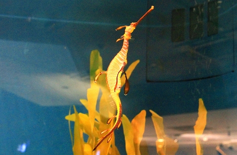 鳥羽水族館-9